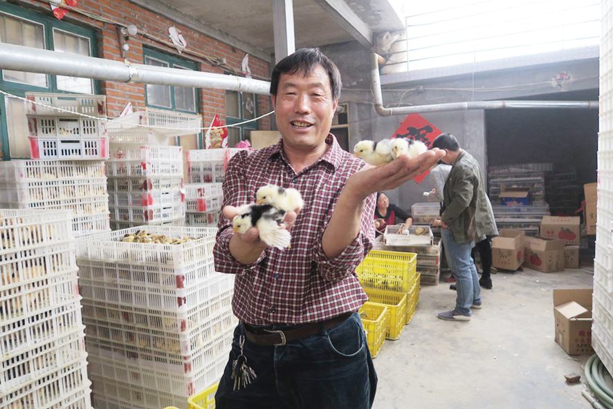 “笨雞王”攜鄉親同奔致富路