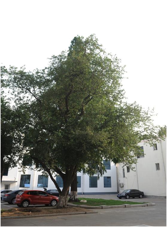 日照二級古樹名木：330年湖北海棠枝繁葉茂