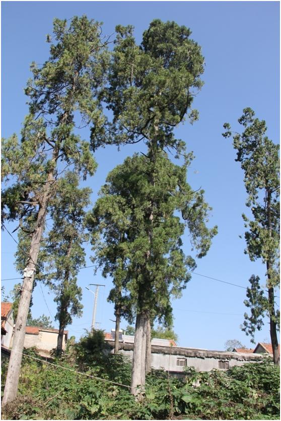 日照二級古樹名木：300年側柏樹蒼翠挺拔