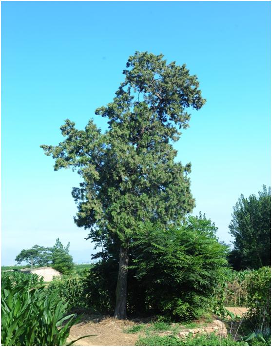 日照三級古樹名木：蒼翠挺拔側柏樹遍布東港