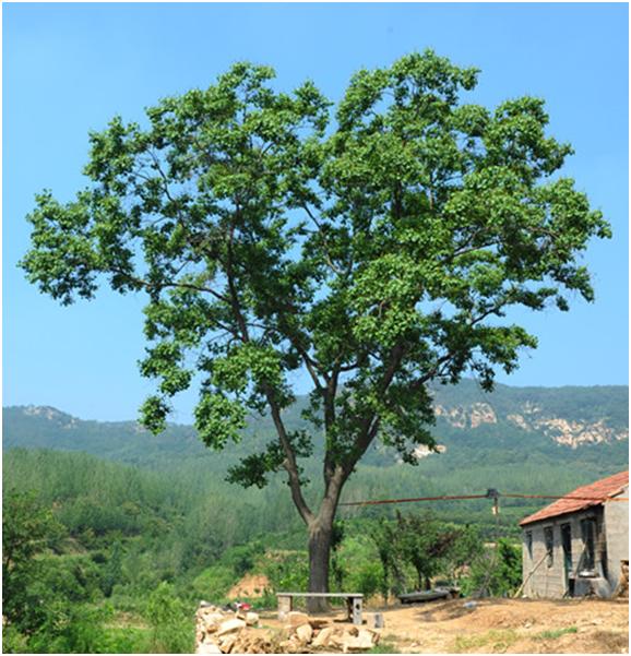 日照三級古樹名木：雌雄同株百年烏桕