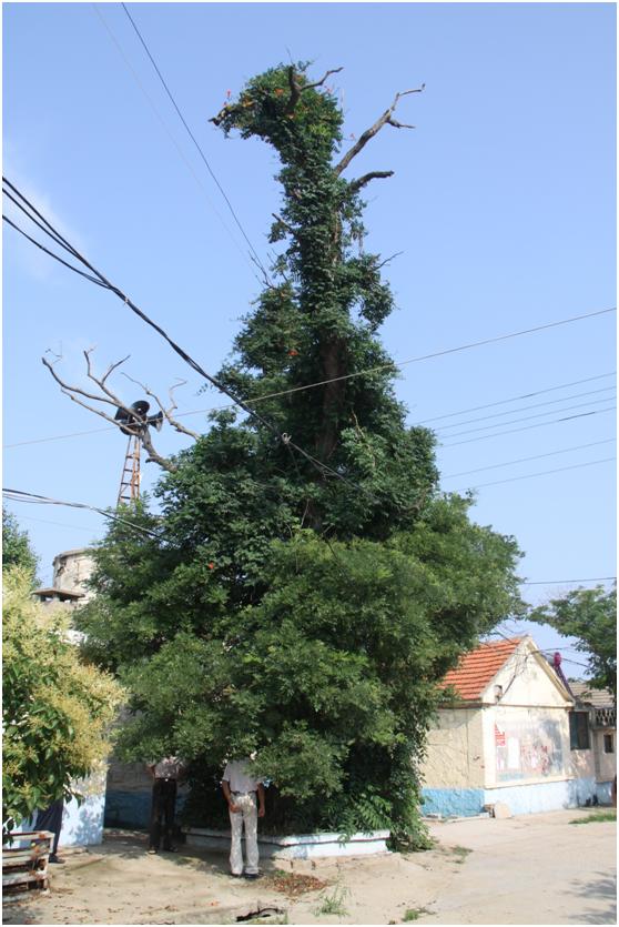 日照三級古樹名木：300年槐樹傲然挺立