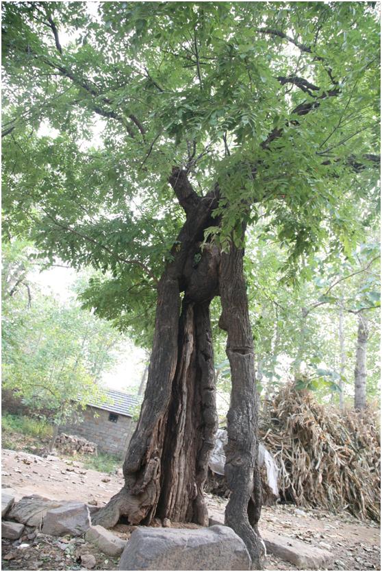日照一級古樹名木：高大國槐遍布莒縣