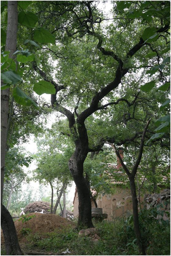 日照一級古樹名木：枝葉婆娑的酸棗樹