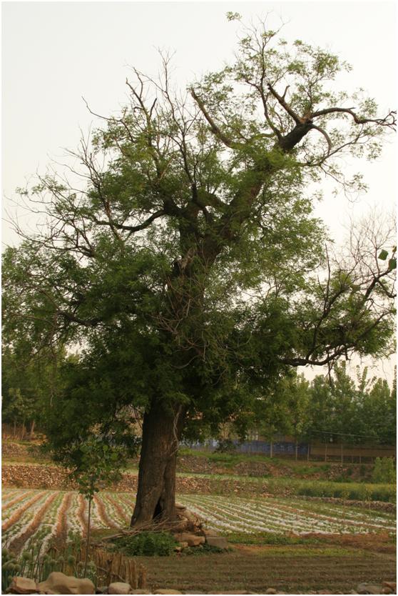 日照二級古樹名木：稱其“老槐娘”的國槐樹 