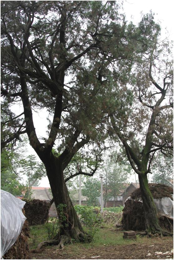 日照二級古樹名木：400年側柏蒼翠挺拔