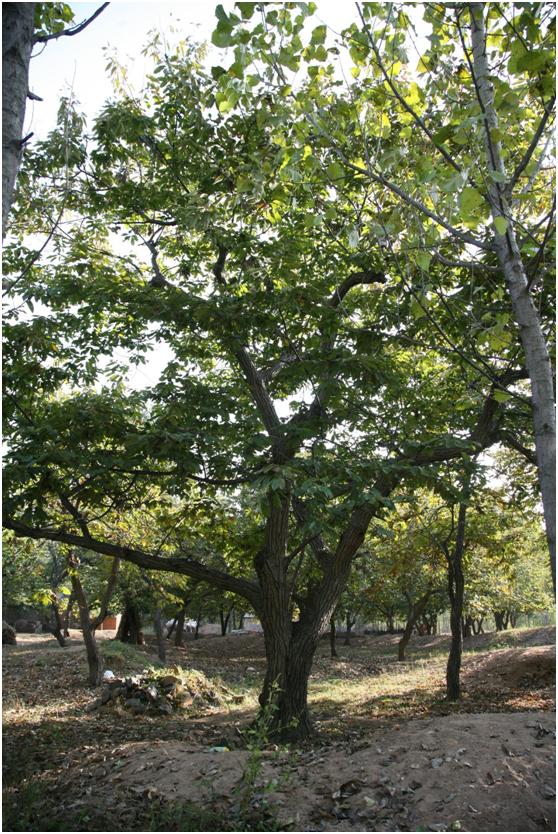 日照二級古樹名木：雌雄同株340年板栗