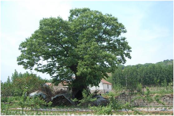 日照二級古樹名木：雌雄同株板栗樹枝繁葉茂