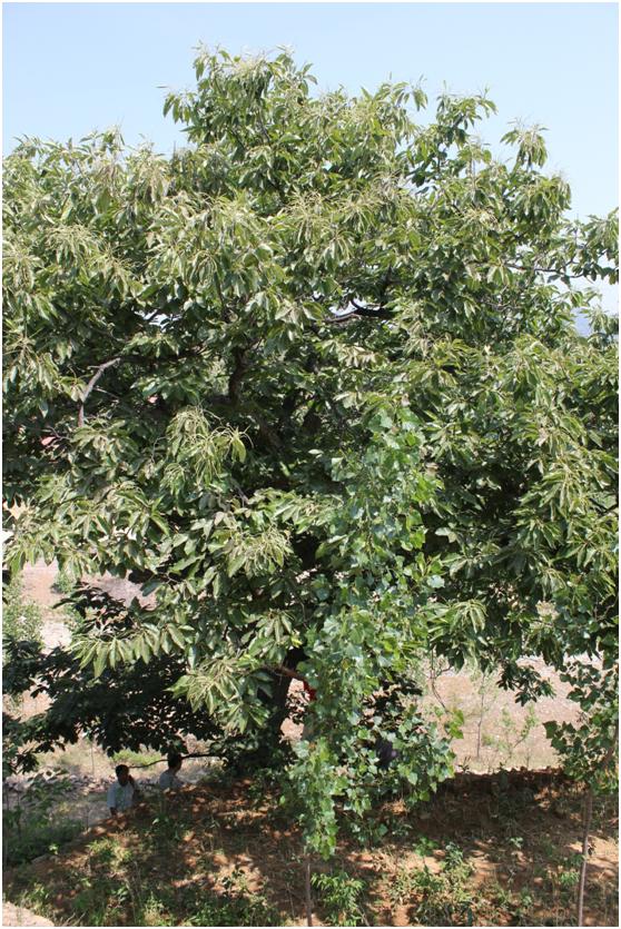 日照三級古樹名木：200年柿樹枝密葉茂