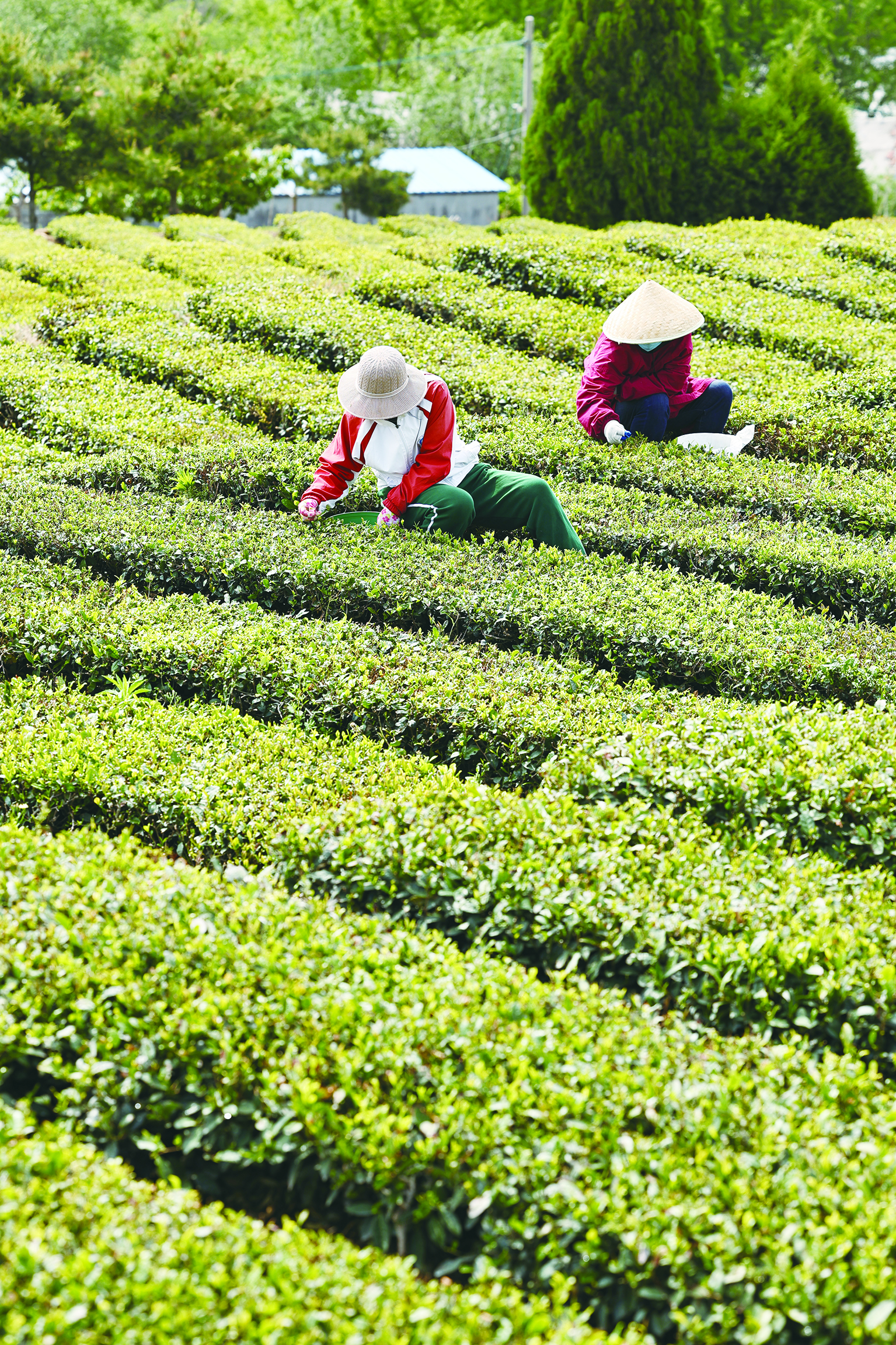 梯田茶園美如畫