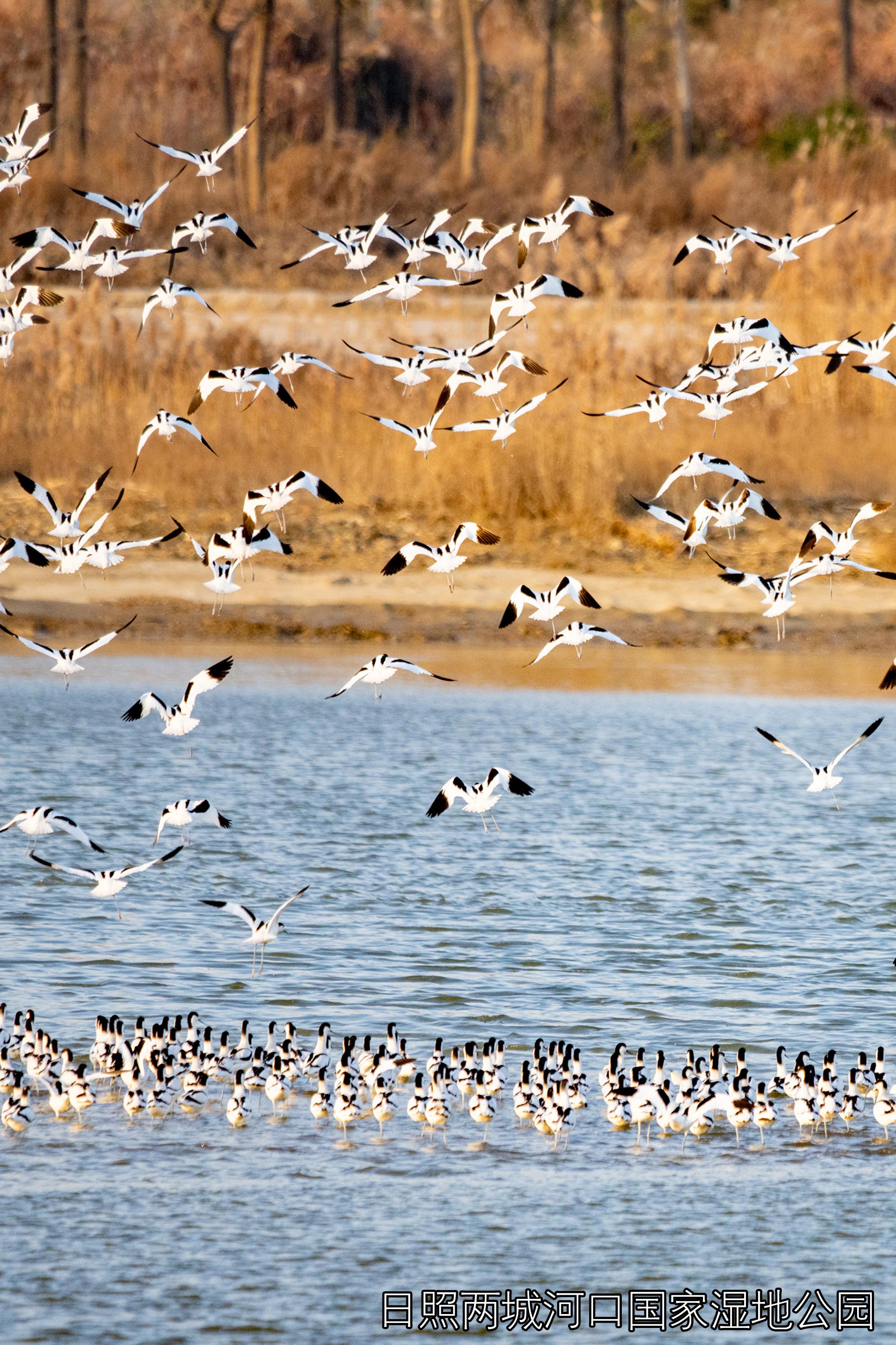 經山歷海 · 美圖日照 |羽眷清漪